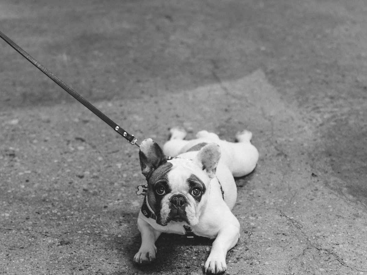 French Bulldog Health: Licking Paws Excessively and Red Rashes in Summer