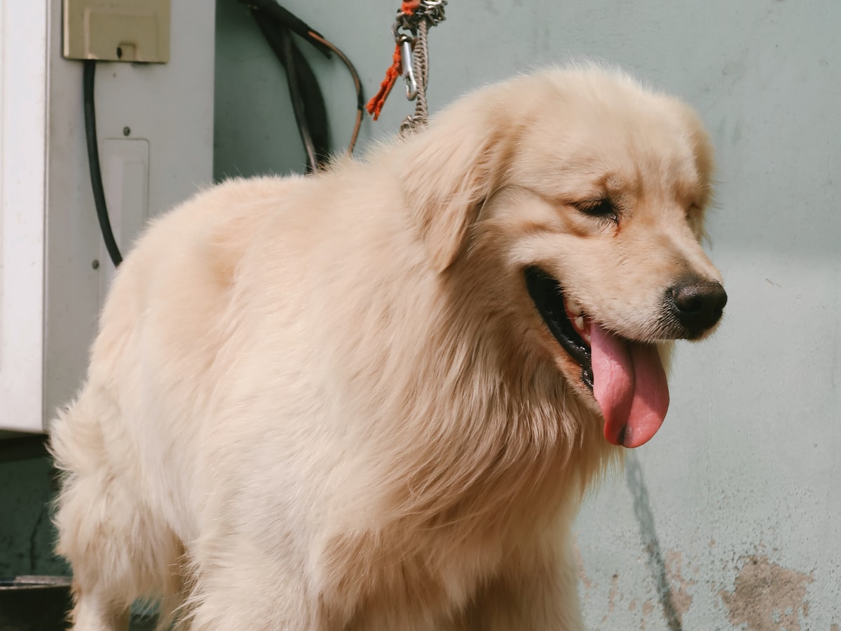 Golden Retriever Health: Dog Heat Stroke Symptoms and Emergency Treatment