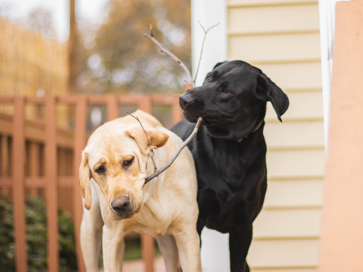 Labrador Retriever Health: Best Cooling Gear and Thermal Management Protocols