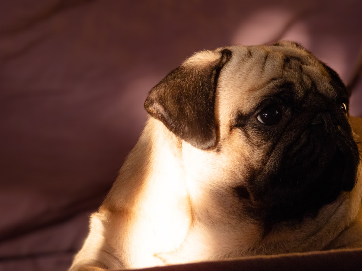 Pug Health: Panting and Signs of Extreme Sudden Heat Exhaustion
